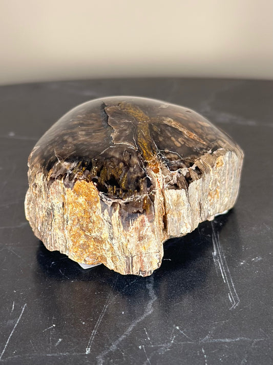 Versteend hout - 5 cm